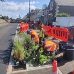 Raingarden planting