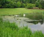 Stenton Pond